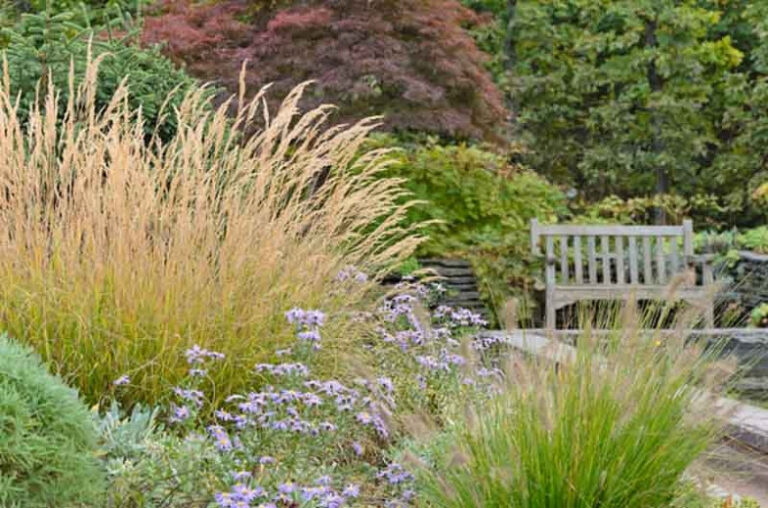 Unleash the Beauty: Your Ultimate Ornamental Grass Planting Guide