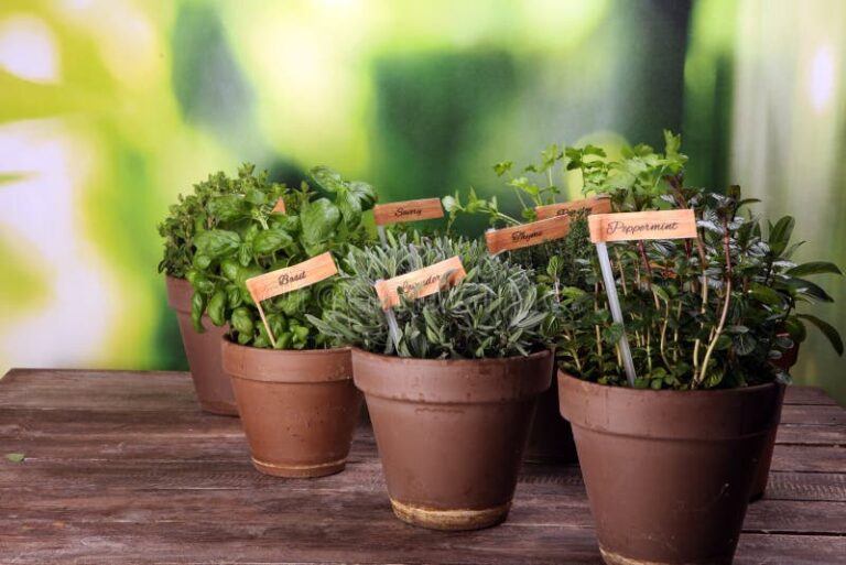 Cultivating Your Senses: A Comprehensive Guide to Growing Organic Herbs for Aromatherapy