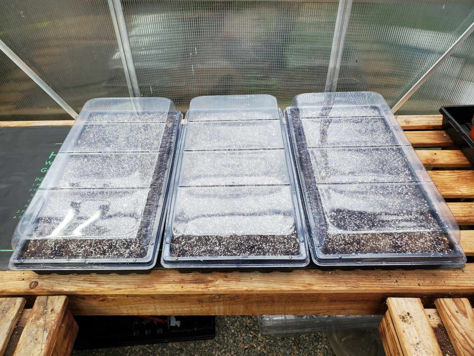 Supercharge Your Kitchen: A Beginner’s Guide to Growing Microgreens at Home, Fast!