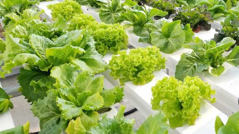 Unlocking the Green Revolution: A Comprehensive Guide to Growing Organic Produce with Hydroponics