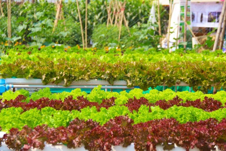Unlock the Green Revolution: Your Comprehensive Guide to Growing Organic Hydroponic Vegetables