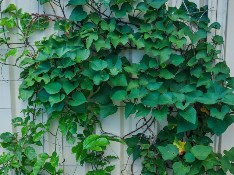 Unveiling the Lush World: Creative Perennial Vine Planting Ideas for Your Garden