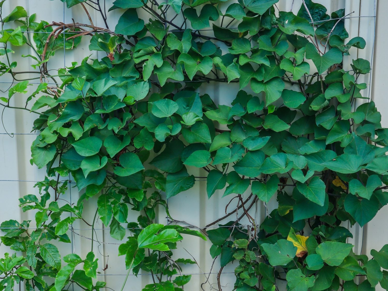 Unveiling the Lush World: Creative Perennial Vine Planting Ideas for Your Garden