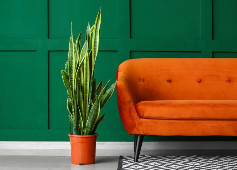Unveiling the Green: A Comprehensive Guide to Choosing Plants for Specific Light Conditions