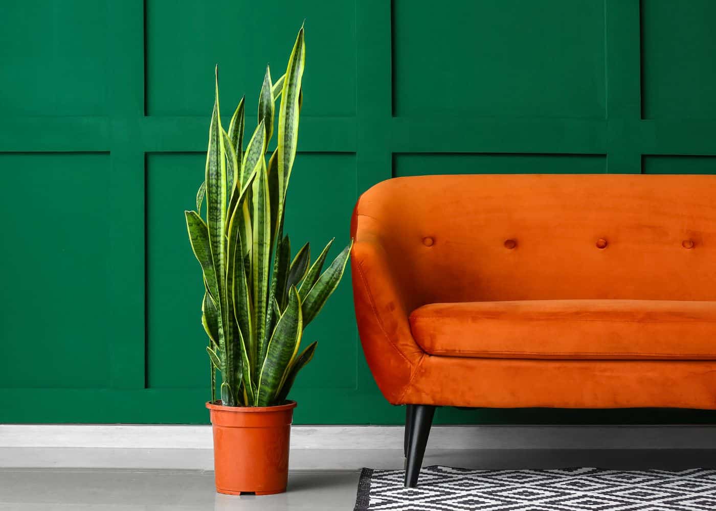 Unveiling the Green: A Comprehensive Guide to Choosing Plants for Specific Light Conditions