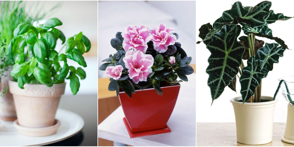 Thriving Where Others Won’t: Your Guide to Choosing Plants for Challenging Growing Conditions