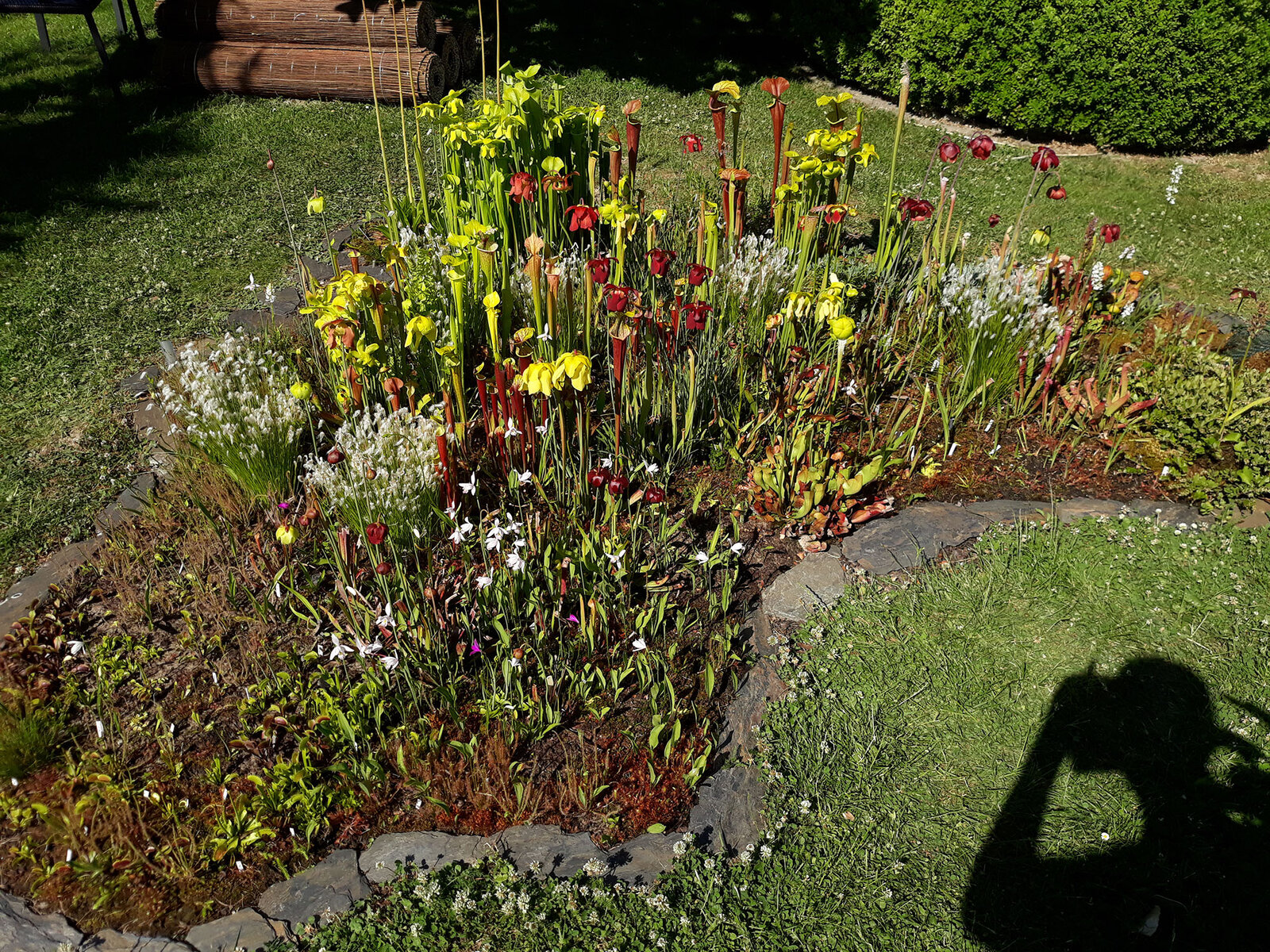 Unleash Nature’s Beauty: Your Guide to Creating a Thriving Native Plant Bog Garden