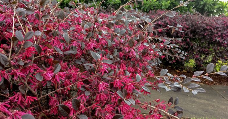 Unlocking the Secrets: A Comprehensive Guide to Perennial Shrub Care and Pruning for Bountiful Blooms