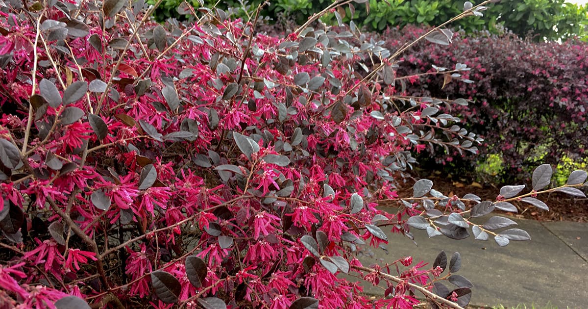 Unlocking the Secrets to Thriving Perennial Shrubs: A Comprehensive Guide to Care and Pruning