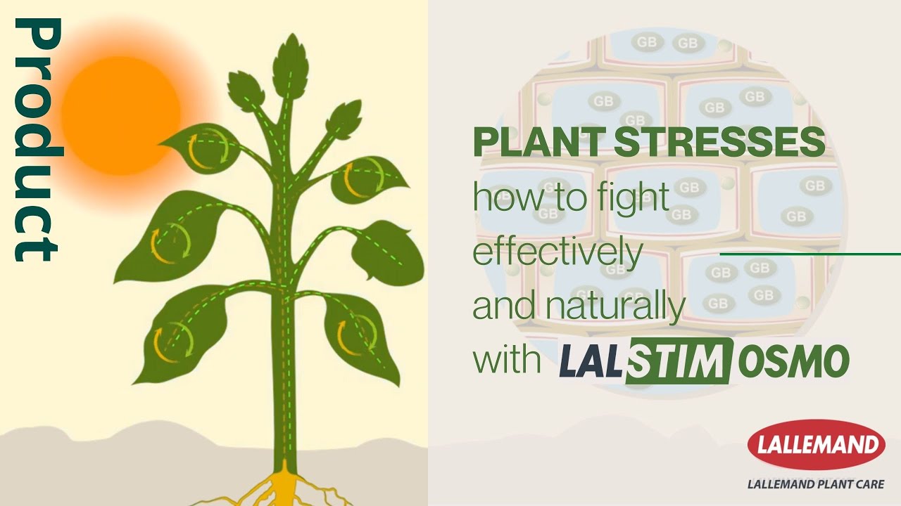 Decoding Plant Stress: A Comprehensive Guide to Understanding and Managing Plant Distress