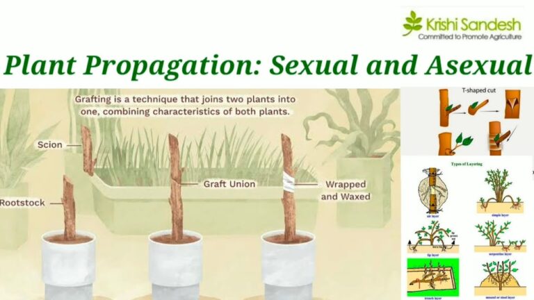 Unlocking the Secrets: A Comprehensive Guide to Native Plant Propagation Techniques