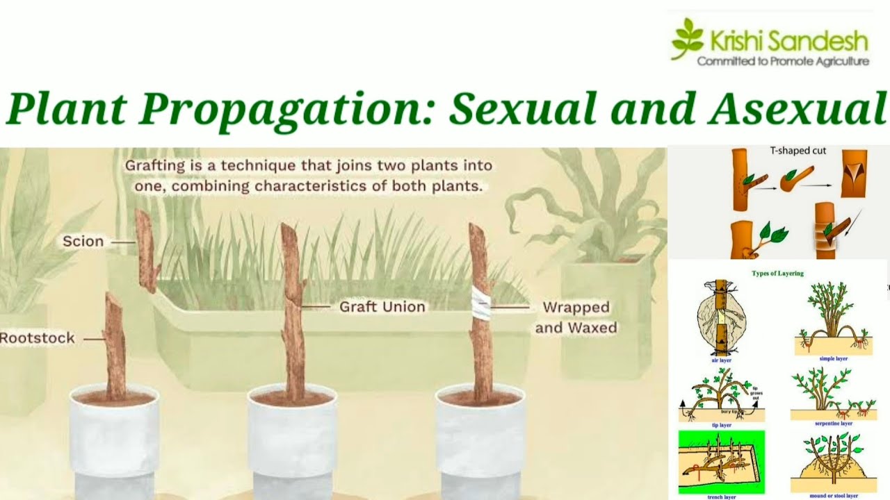 Unlocking the Secrets: A Comprehensive Guide to Native Plant Propagation Techniques