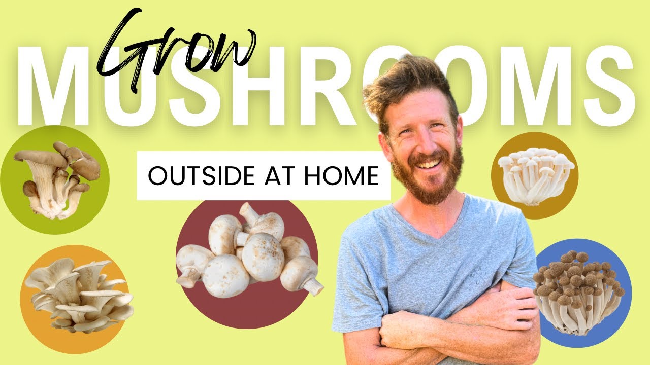 Cultivating Gourmet Mushrooms Outdoors: A Comprehensive Guide to Log Cultivation