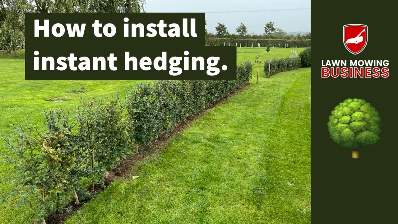 Crafting a Living Fortress: Your Guide to Creating a Thriving Native Plant Hedge