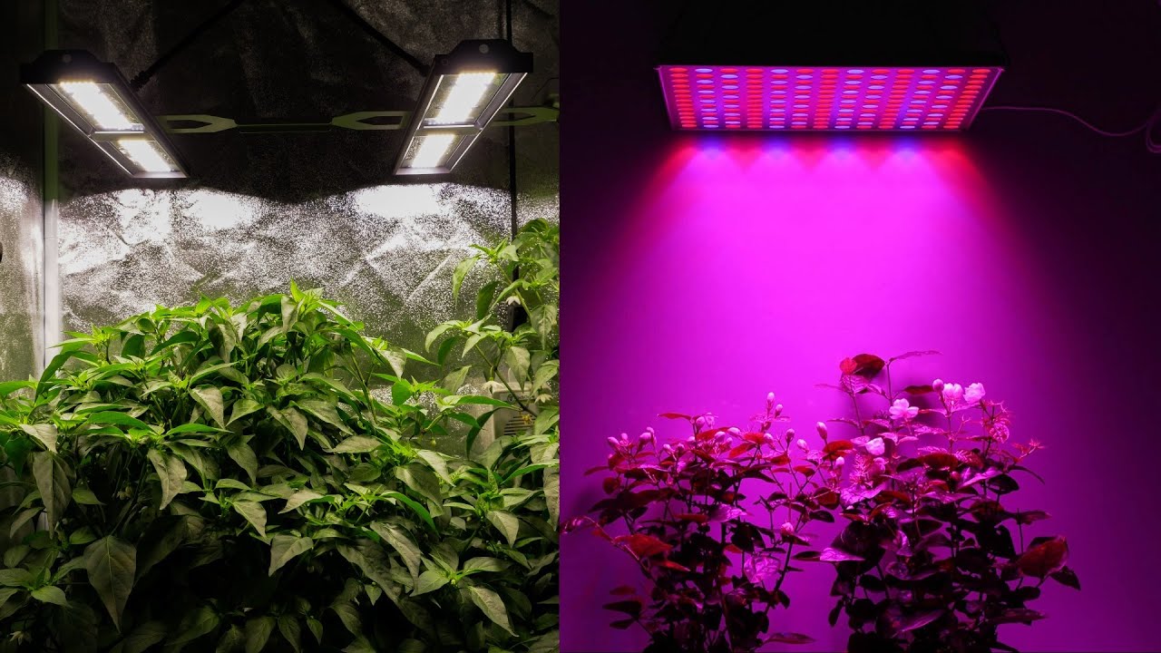 Unveiling the Green: A Comprehensive Guide to Choosing Plants for Specific Light Conditions
