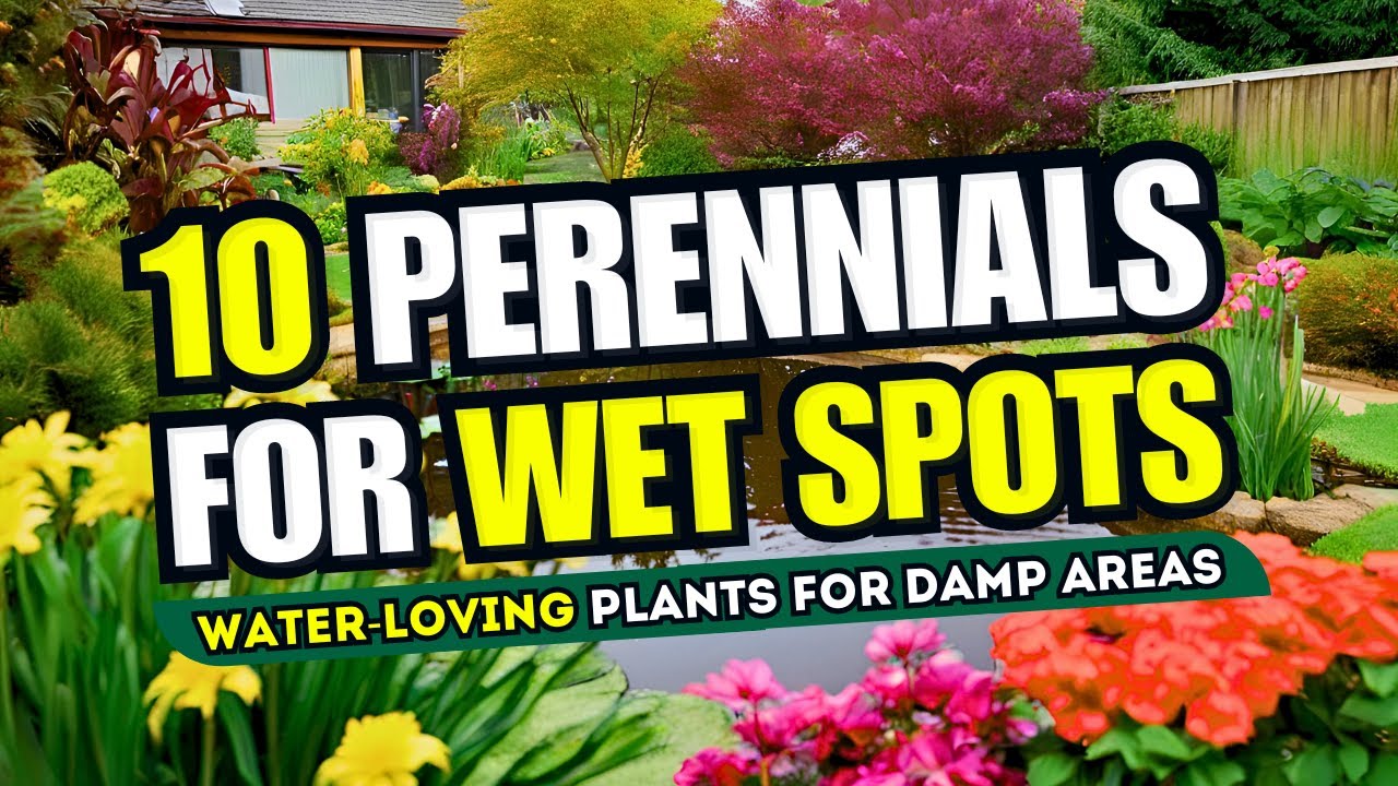 Unveiling Lush Havens: Your Ultimate Guide to Choosing Plants for Wet Areas