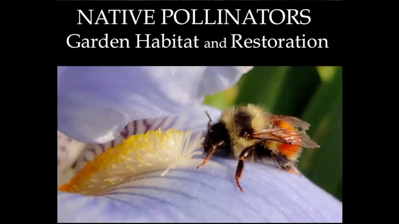 Boost Your Harvest: A Comprehensive Guide to Attracting Native Pollinators for Fruit Production