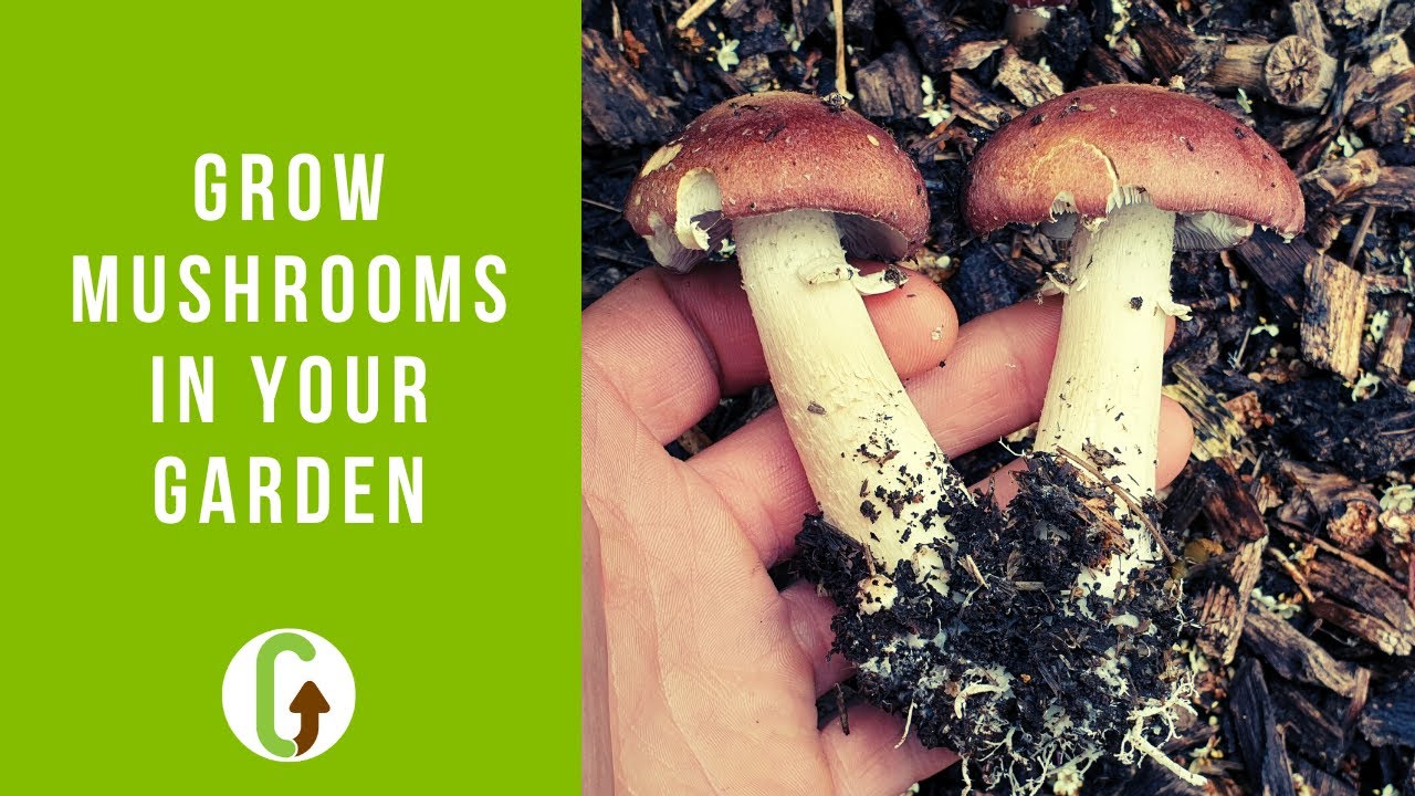 Unlocking the Secrets: A Comprehensive Guide to Growing Specialty Mushrooms Outdoors