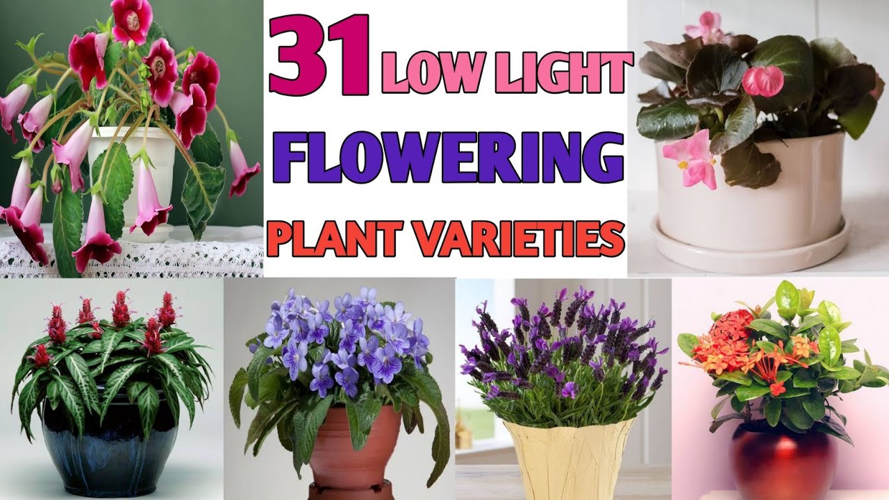 Unveiling the Green Oasis: Your Guide to Choosing Plants for Low-Light Gardens