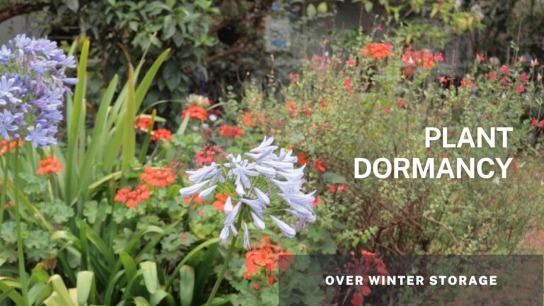 Unveiling the Secrets of Plant Dormancy: A Deep Dive into Research and Its Implications