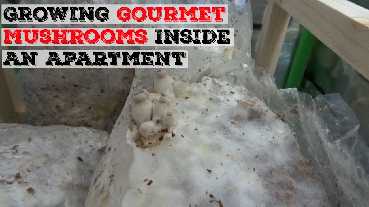 Cultivating Culinary Delights: Your Comprehensive Guide to Growing Gourmet Mushrooms Indoors