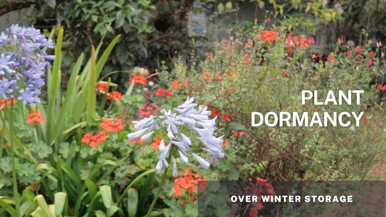 Unveiling the Secrets of Plant Dormancy: A Deep Dive into Research and Its Implications