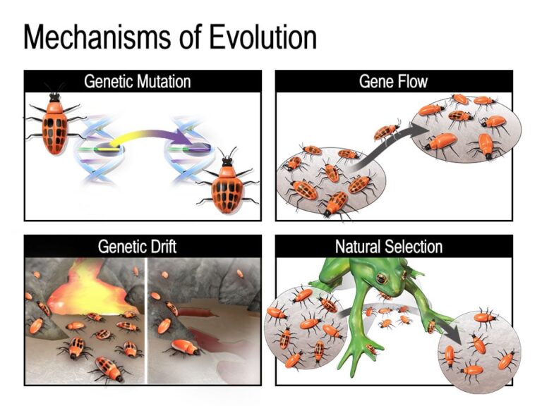 Unraveling the Green Tapestry: A Deep Dive into Plant Evolutionary Biology