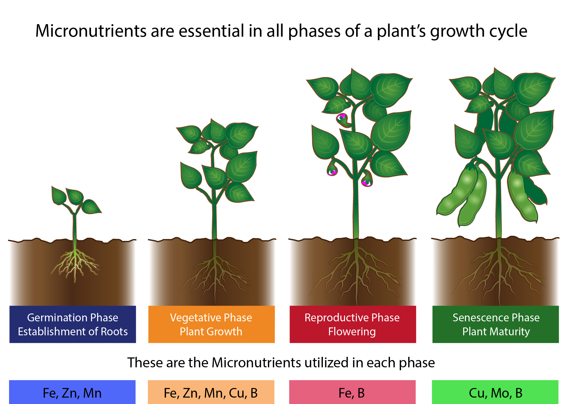 Blooming Beautifully: A Guide to Implementing Plant-Based Fertilizers for Stunning Flowers