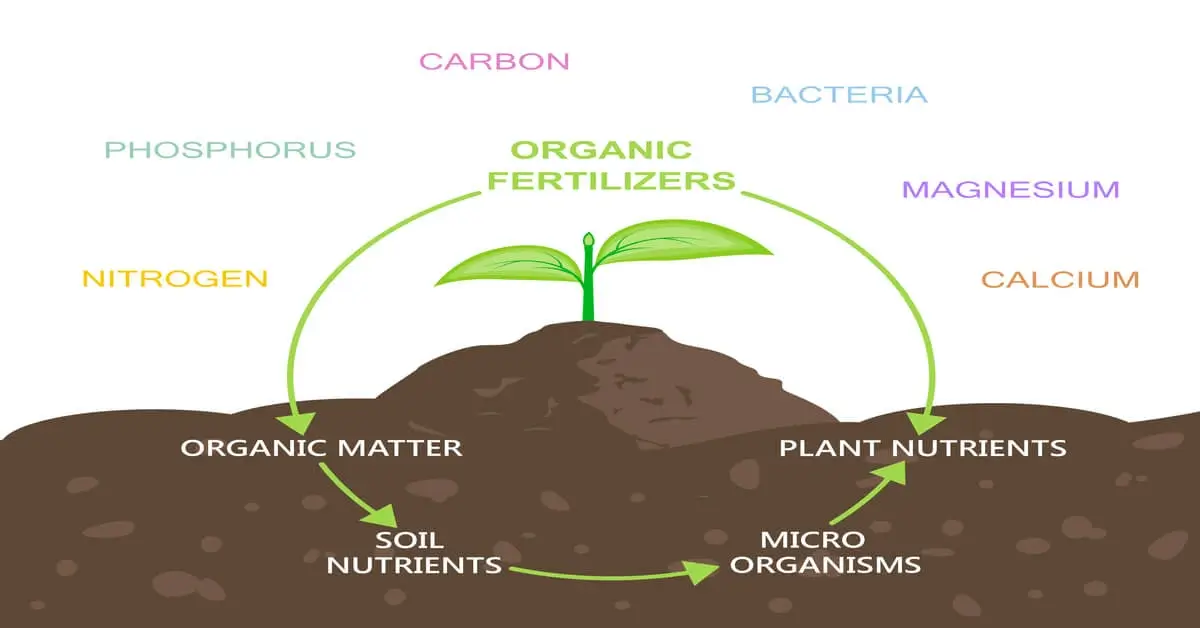 Decoding the Dietary Needs of Plants: A Comprehensive Guide to Nutrient Requirements