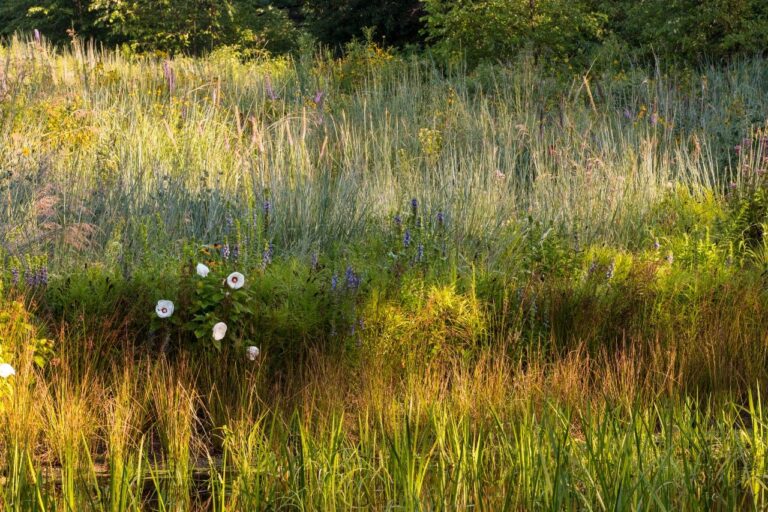 Reviving Landscapes: A Comprehensive Guide to Native Grass Planting for Thriving Meadows