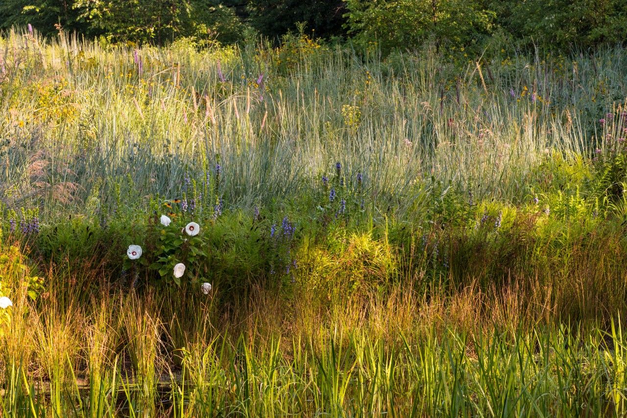 Reviving Landscapes: A Comprehensive Guide to Native Grass Planting for Thriving Meadows