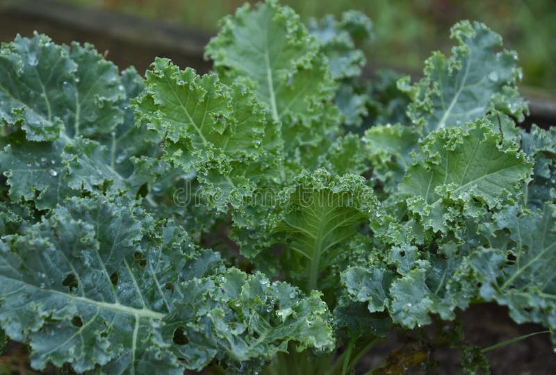 From Seed to Salad: Your Ultimate Guide to Growing Luscious Organic Leafy Greens