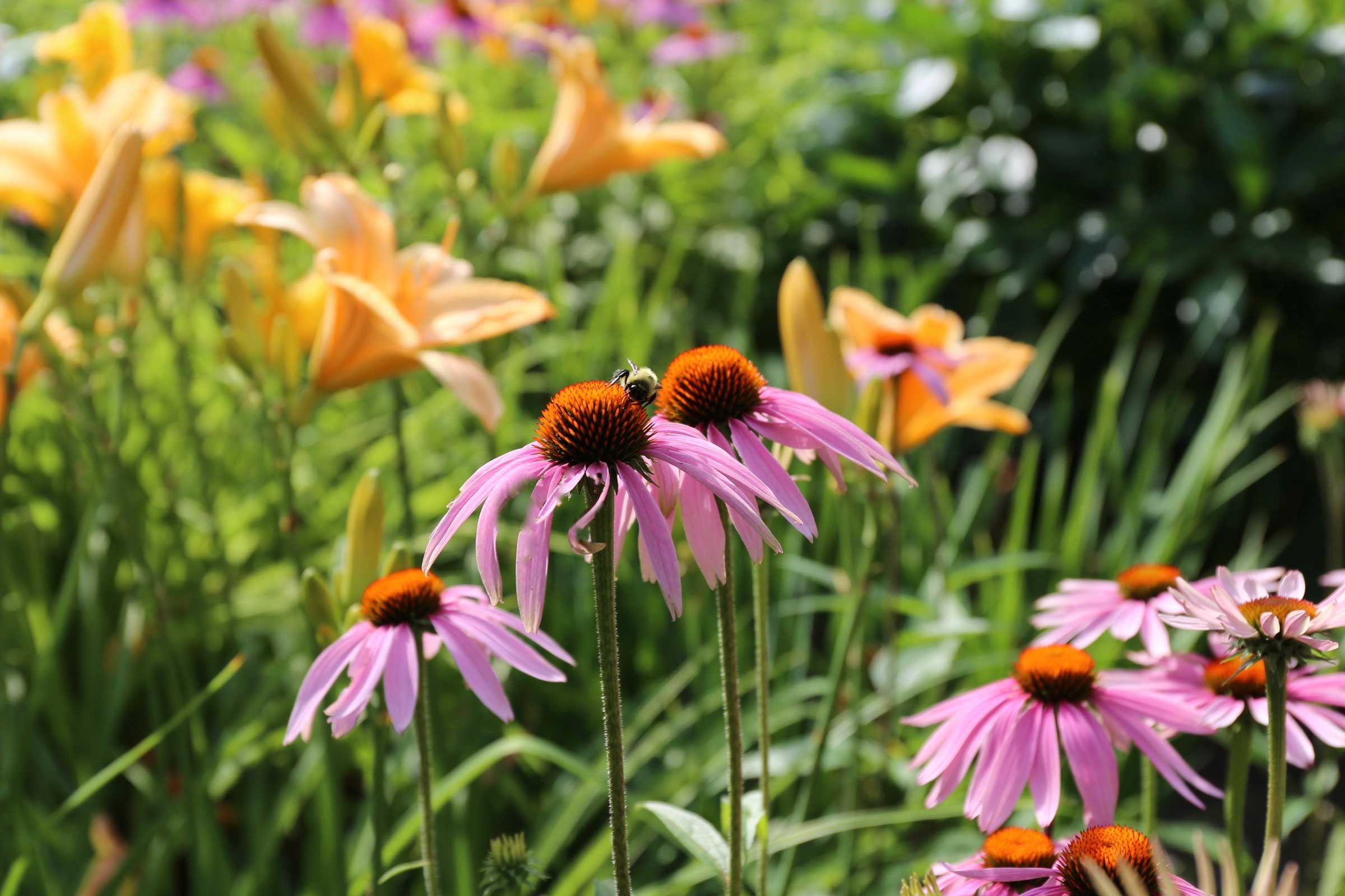 Blooming Brilliance: Your Ultimate Guide to Perennial Flower Garden Maintenance