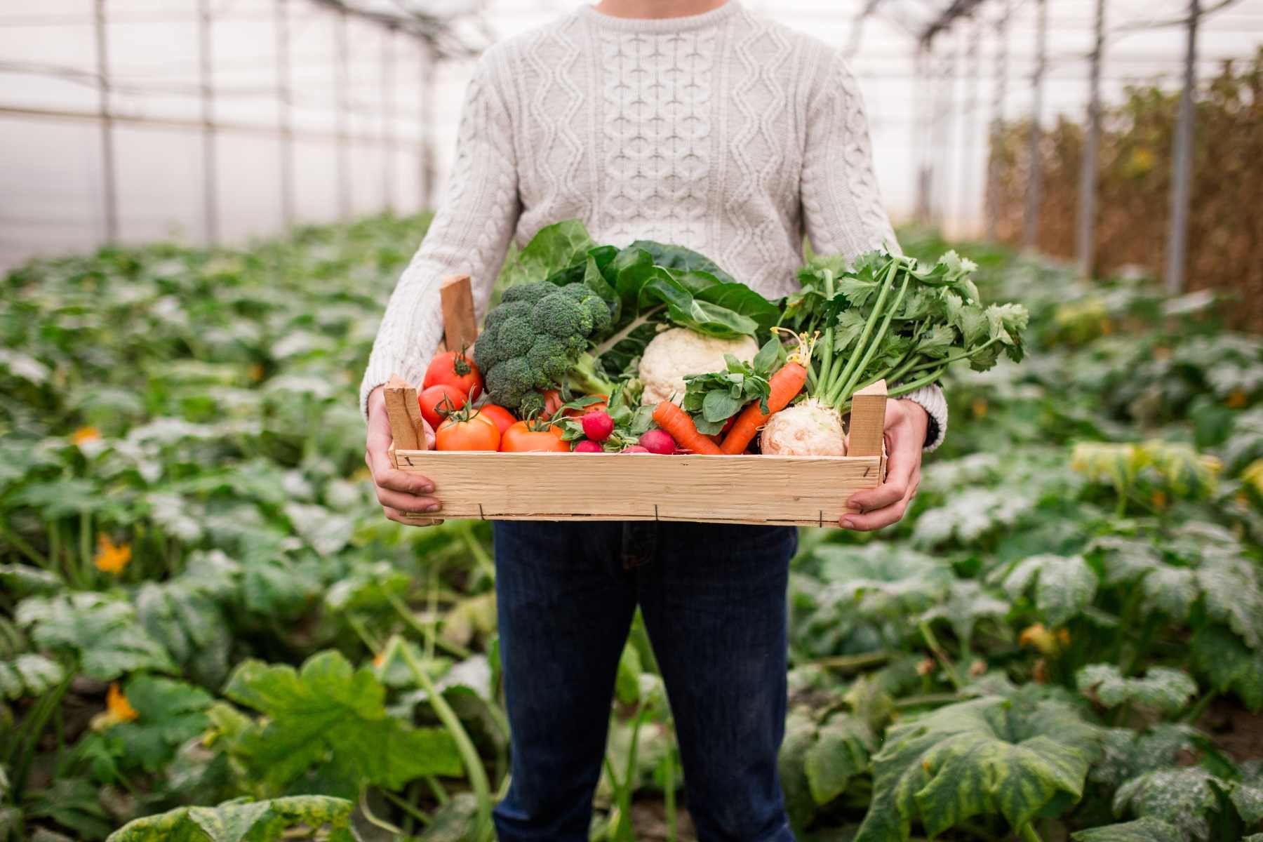 Sustainable Garden Pest Management: Nurturing Your Garden and the Planet