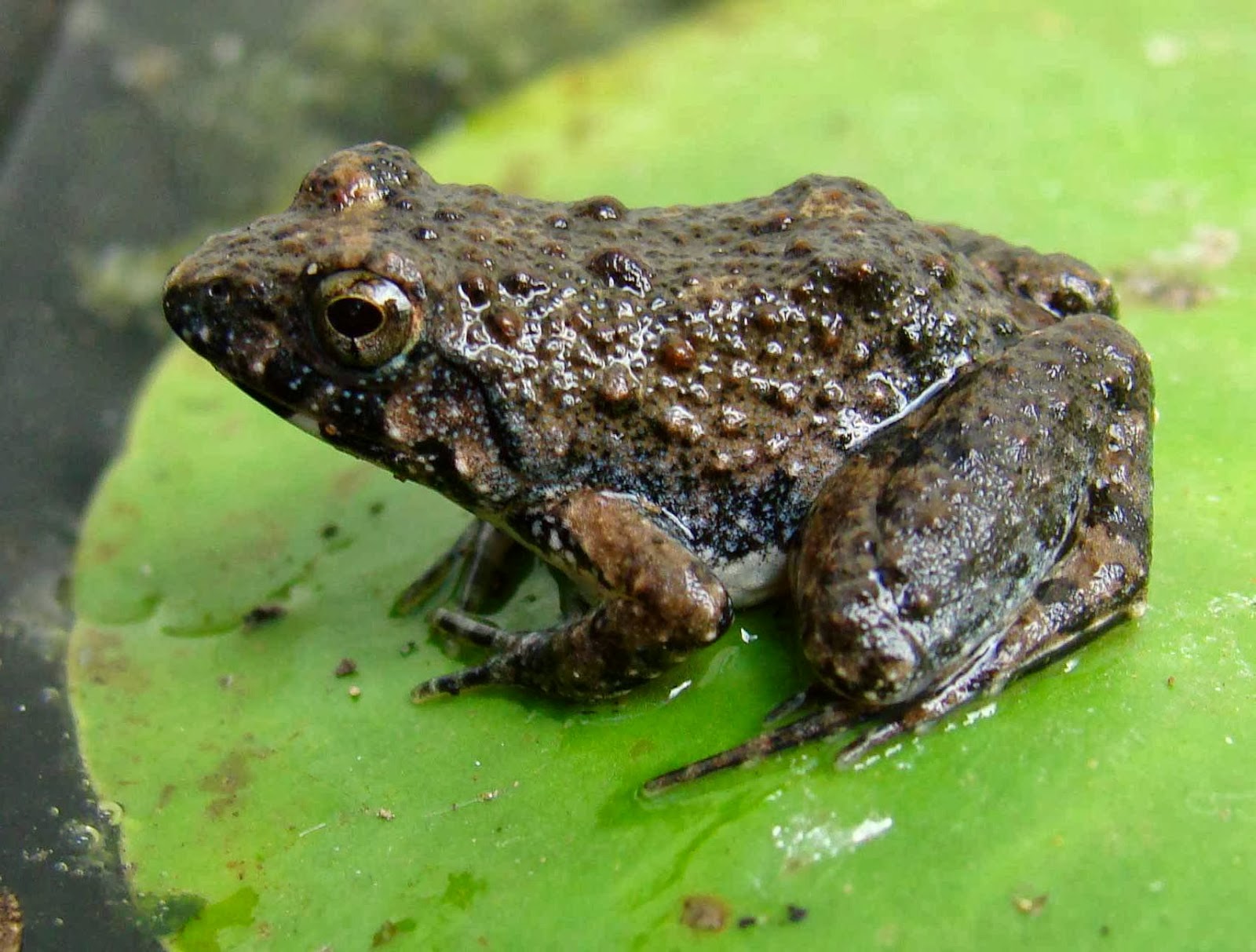 Creating a Paradise for Amphibians: Your Guide to Attracting Native Frogs, Toads, and Salamanders to Your Pond