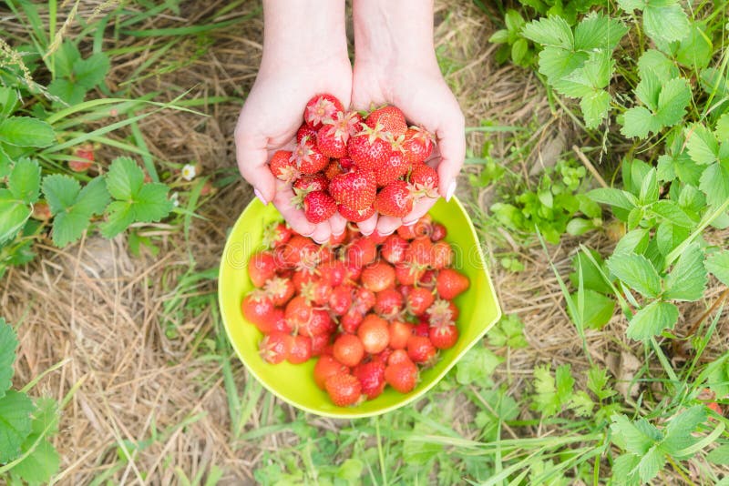 Grow Your Own Berry Bonanza: A Comprehensive Guide to Cultivating Organic Berries at Home