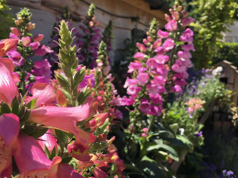 Small Space Oasis: Your Ultimate Guide to Choosing the Perfect Plants