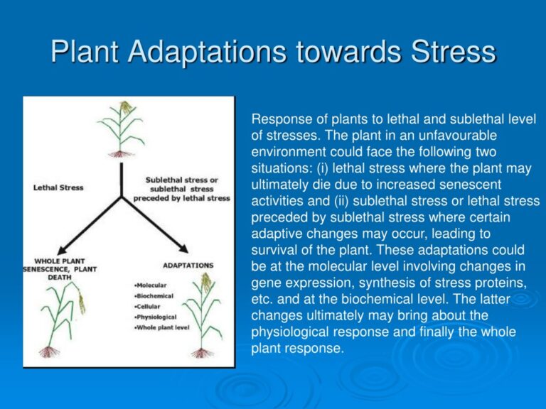 Decoding Plant Stress: A Comprehensive Guide to Management and Thriving Gardens