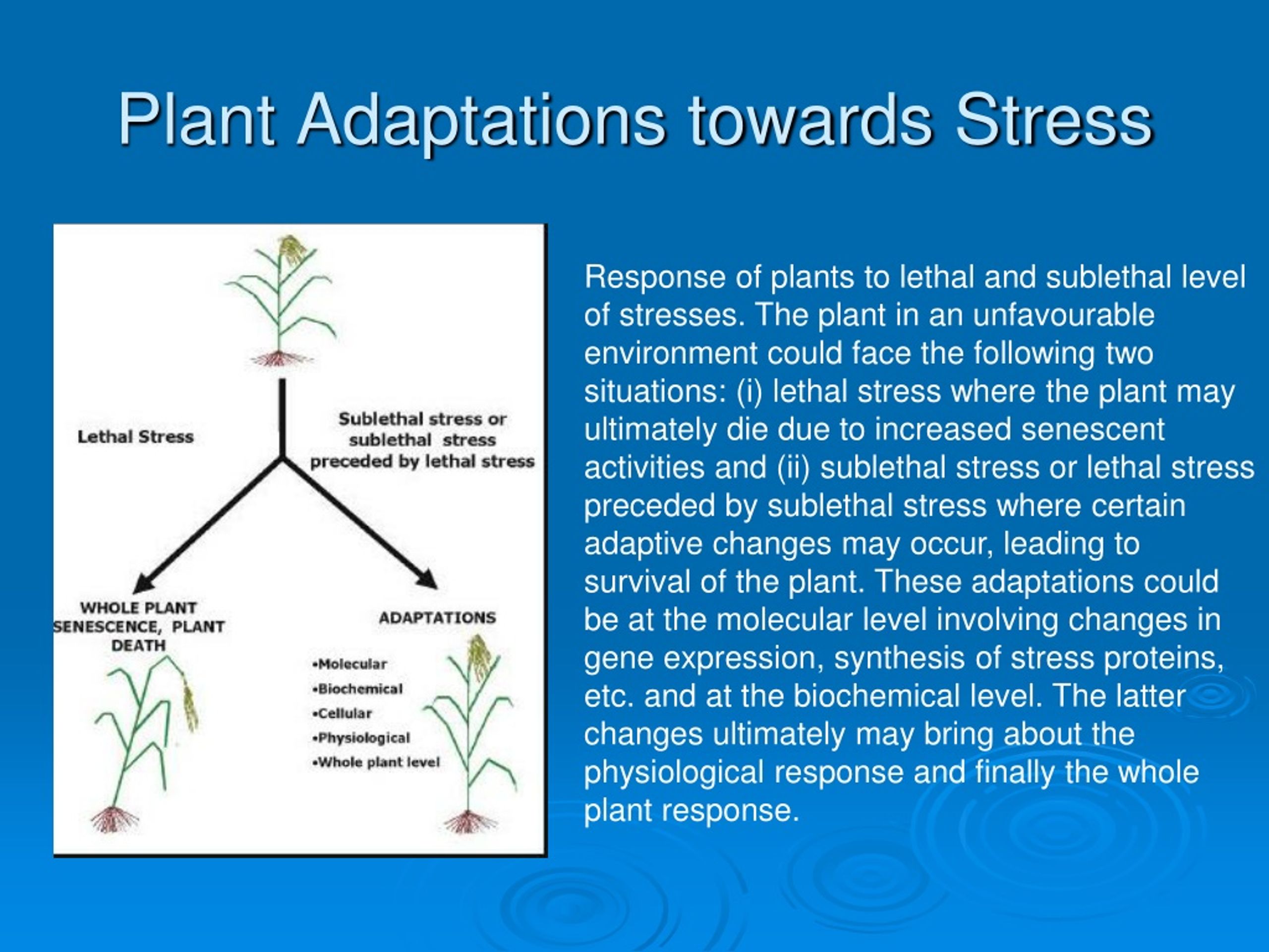 Decoding Plant Stress: A Comprehensive Guide to Management and Thriving Gardens