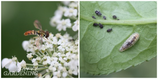 Welcome the Good Guys: A Comprehensive Guide to Attracting Native Beneficial Insects to Your Garden