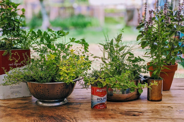 Cultivating Your Own Aromatic Oasis: A Guide to Growing Organic Herbs for Aromatherapy