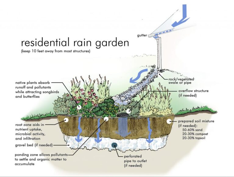 Cultivating a Haven: Your Comprehensive Guide to Building a Thriving Native Plant Rain Garden