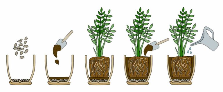 Revitalize Your Green Companions: A Step-by-Step Guide to Repotting Houseplants for Thriving Growth