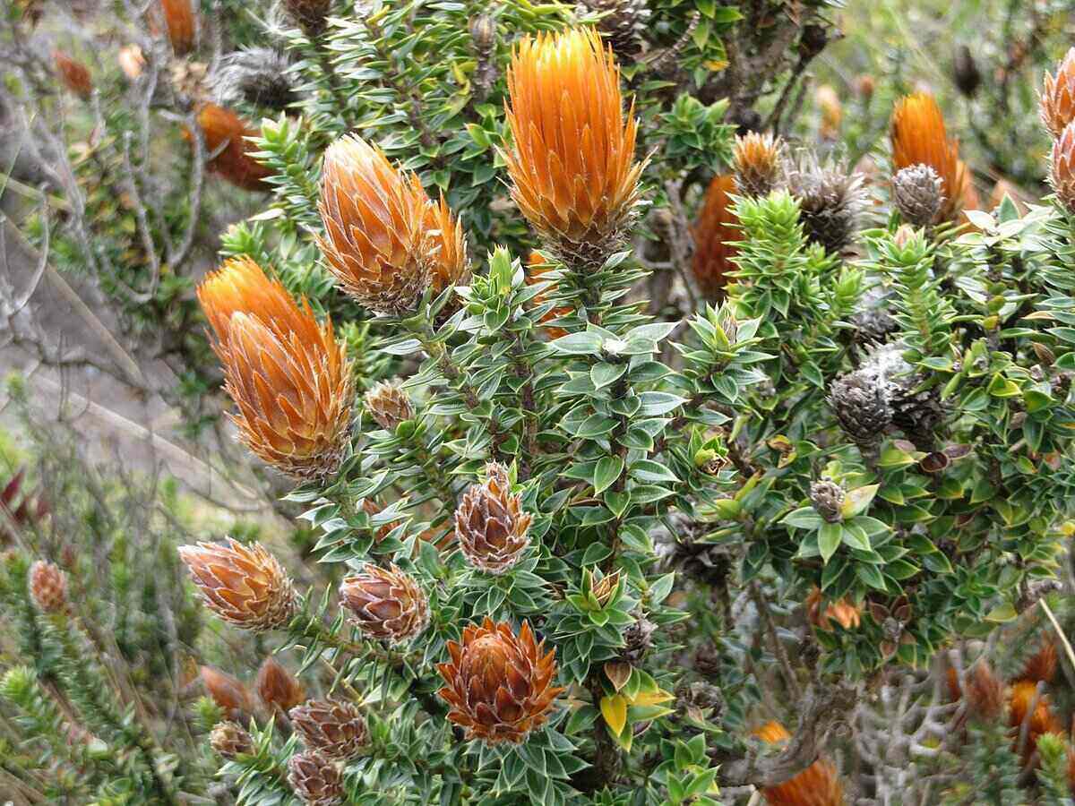 Scaling New Heights: A Gardener’s Guide to Choosing Plants for High Altitude Environments