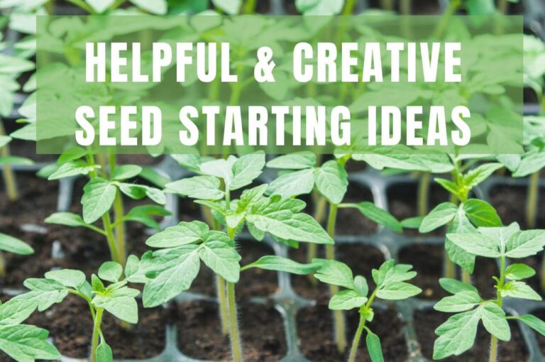 Unlock Your Green Thumb: A Comprehensive Guide to Successful Outdoor Seed Starting