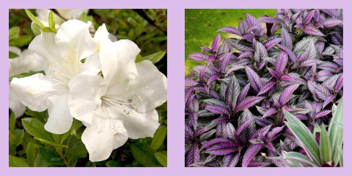 Unveiling the Green Gems: A Comprehensive Guide to Selecting Shade-Loving Plants