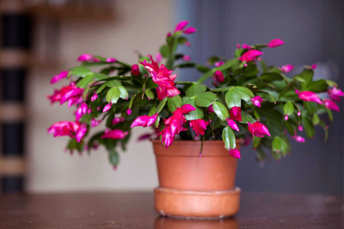 Thriving in the Freeze: Your Ultimate Guide to Choosing Plants for Cold Climates