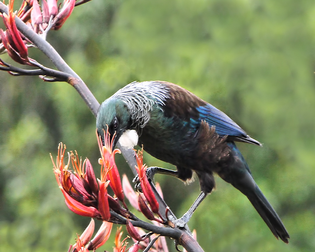 Transform Your Garden into a Wildlife Haven: A Comprehensive Guide to Attracting Native Species