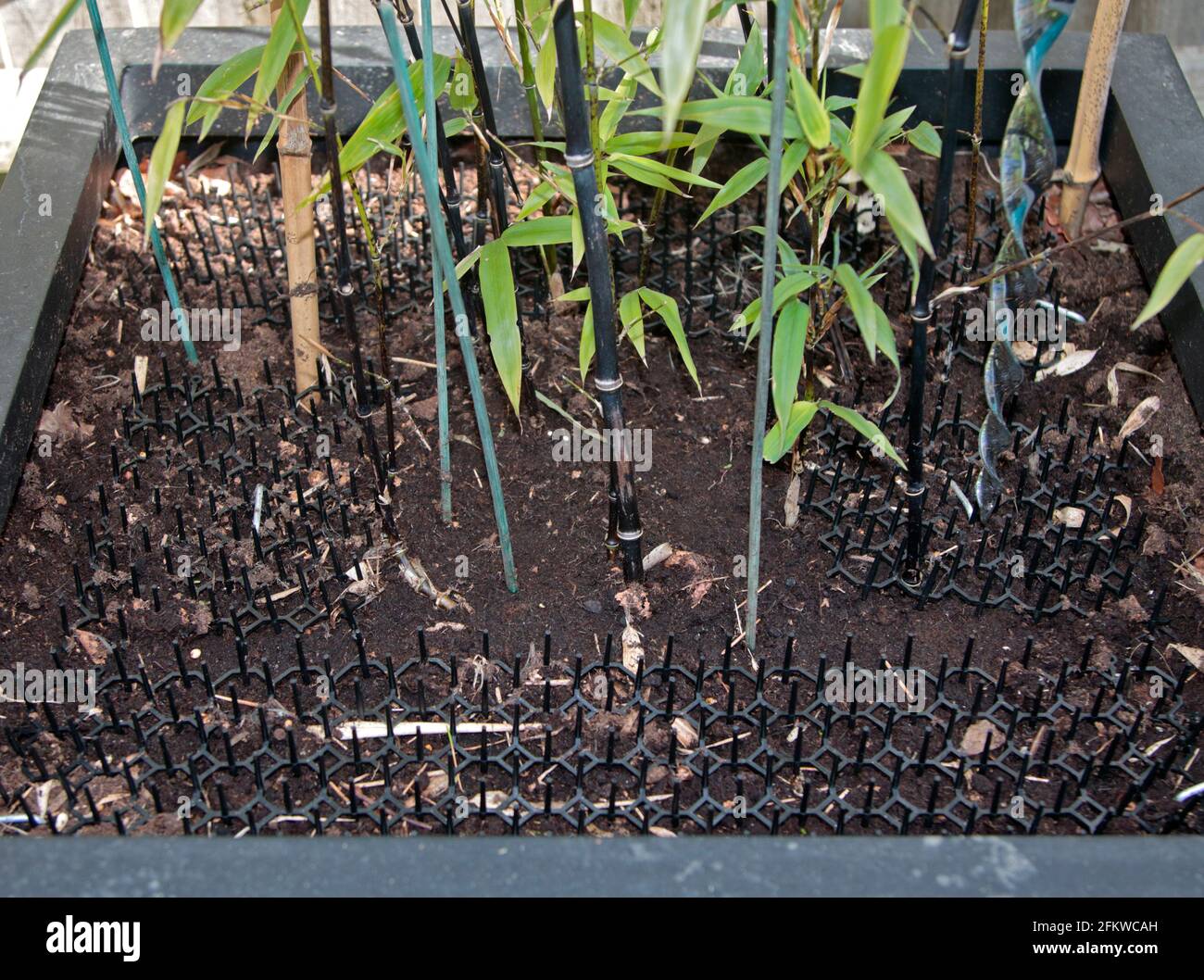 Shielding Your Green Dreams: A Comprehensive Guide to Protecting Young Plants from Pests