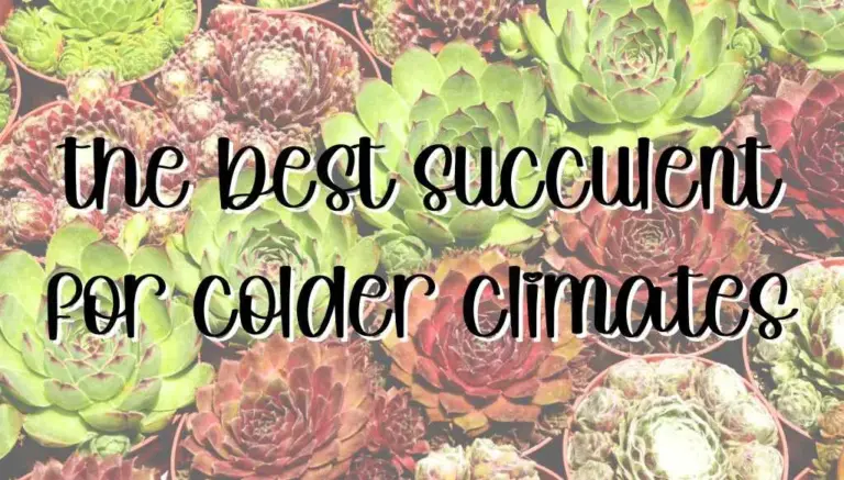 Shielding Your Green Gems: A Comprehensive Guide to Choosing Plants for Cold Protection